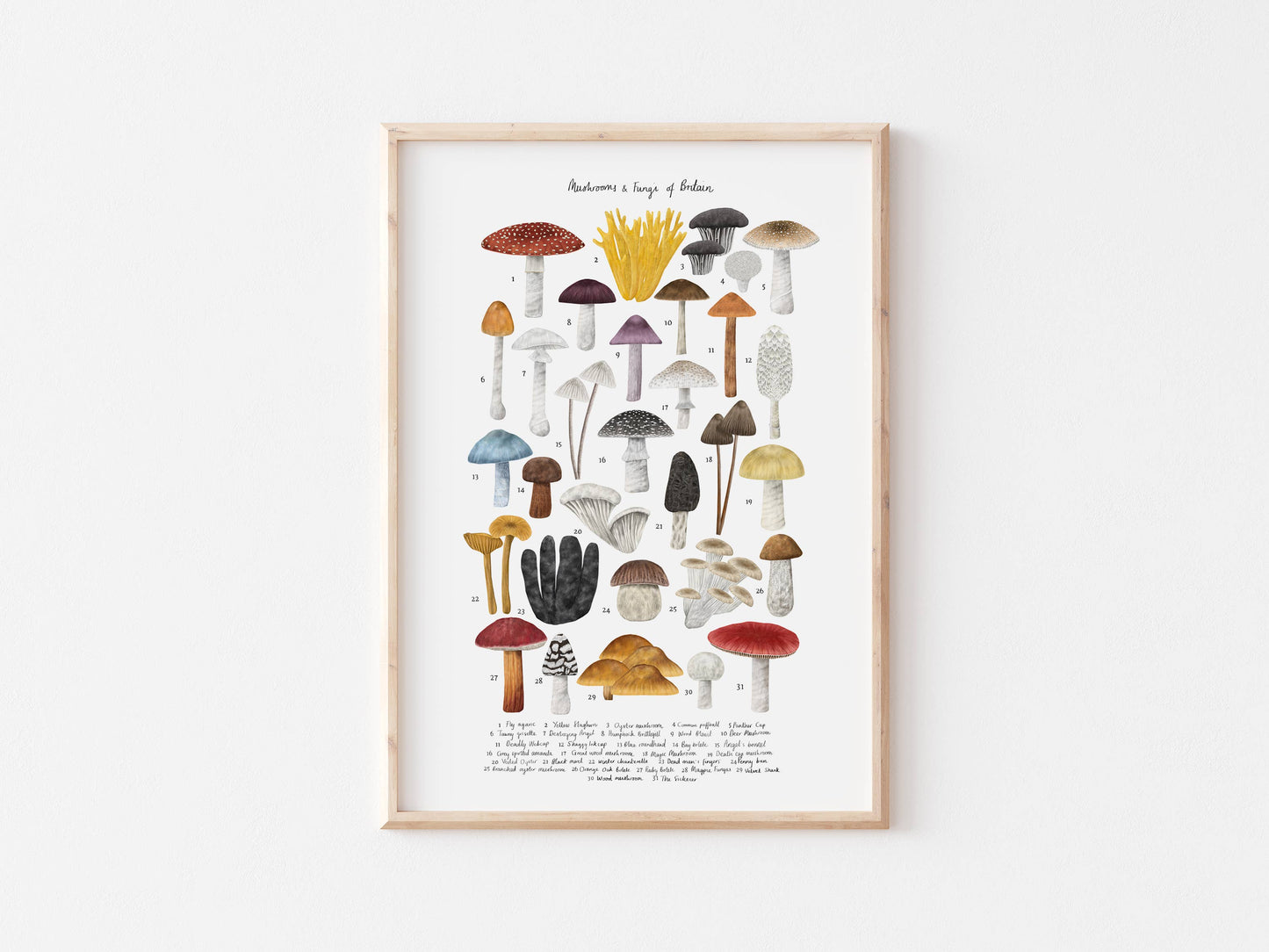 Rhian Davie Illustration - Types of Mushrooms print