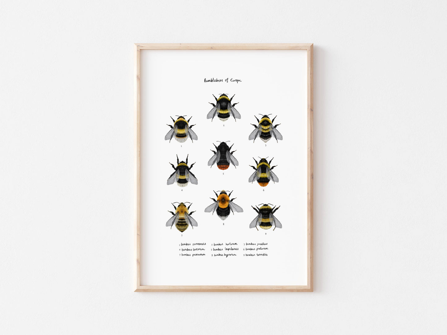 Rhian Davie Illustration - Types of Bumblebees