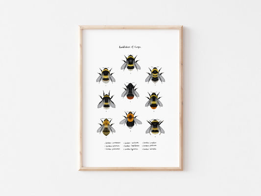 Rhian Davie Illustration - Types of Bumblebees