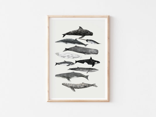 Rhian Davie Illustration - Whales (group of 10)