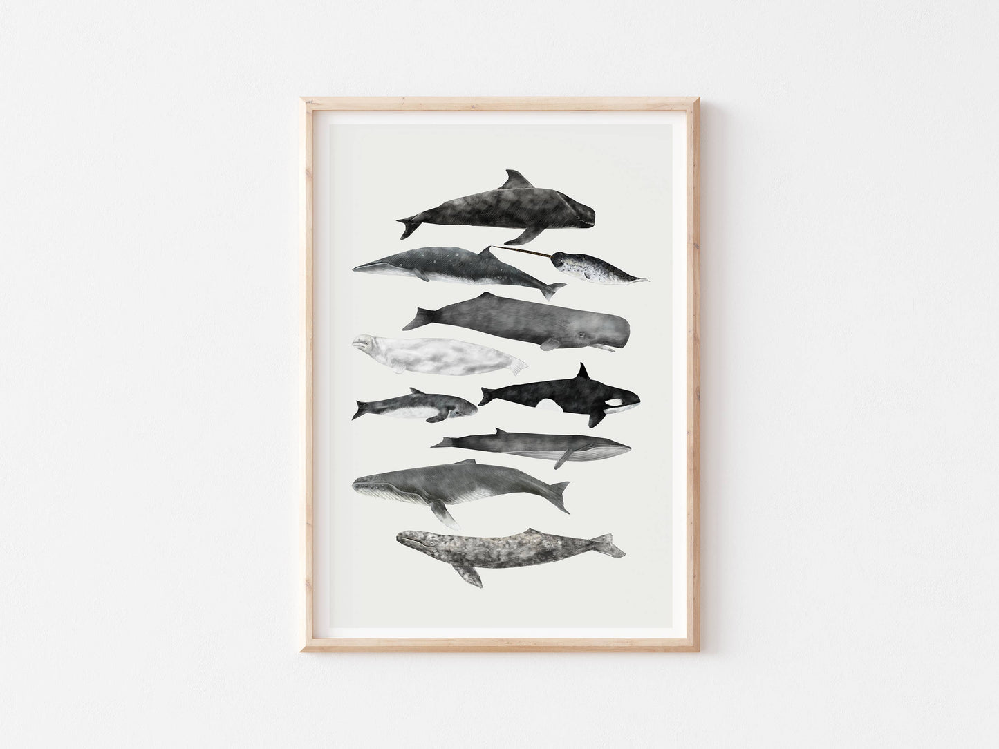Rhian Davie Illustration - Whales (group of 10)